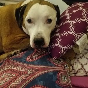 Meet your Posher, Dawn